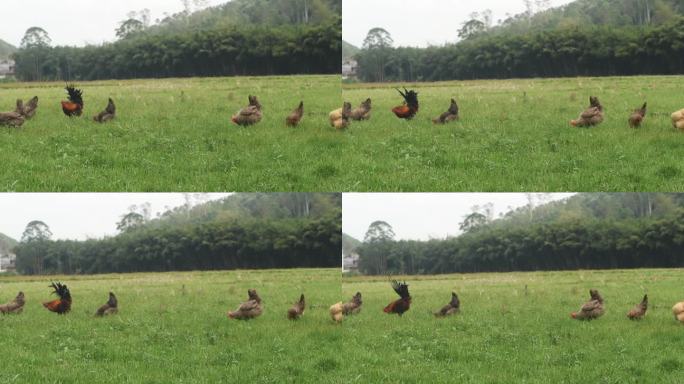 草地上的散养鸡