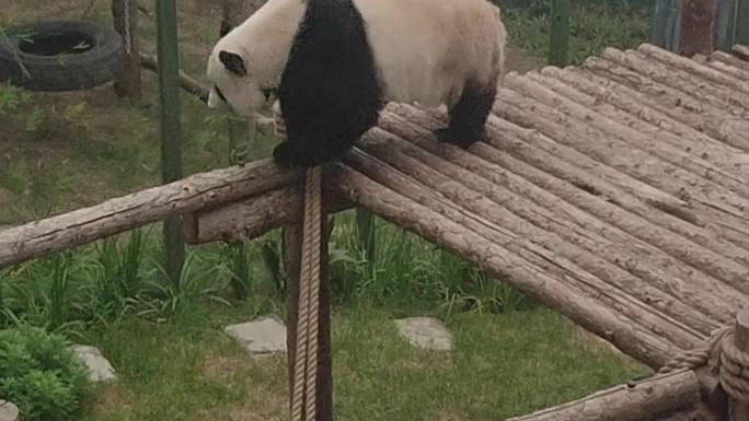 熊猫视频素材