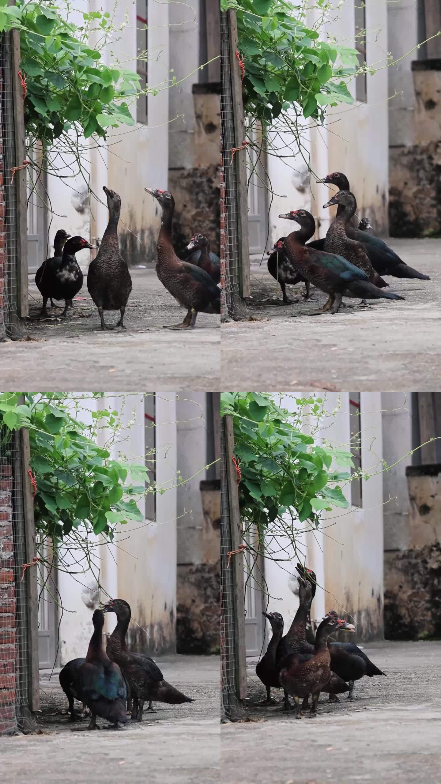 （4K60帧)鸭子 跳跃 吃叶子