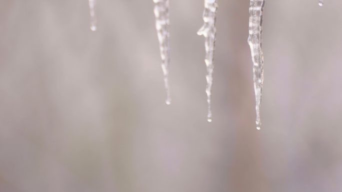 雪后的冰挂竹林寒梅空镜实拍高清视频