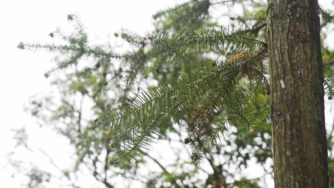 杉木 山林 木材原材料