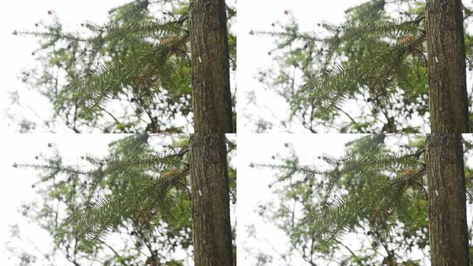 杉木 山林 木材原材料