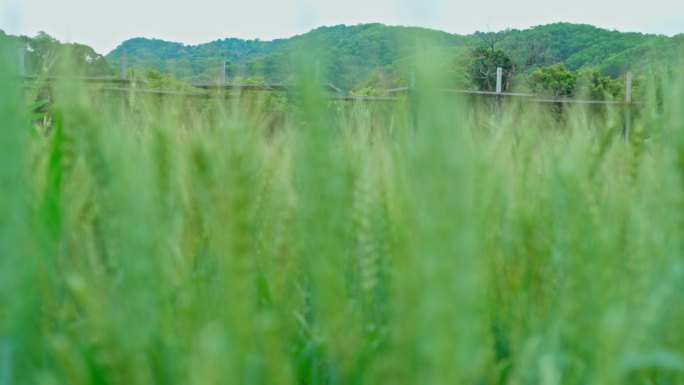 4K实拍茁壮成长的小麦田及民宿网红打卡地