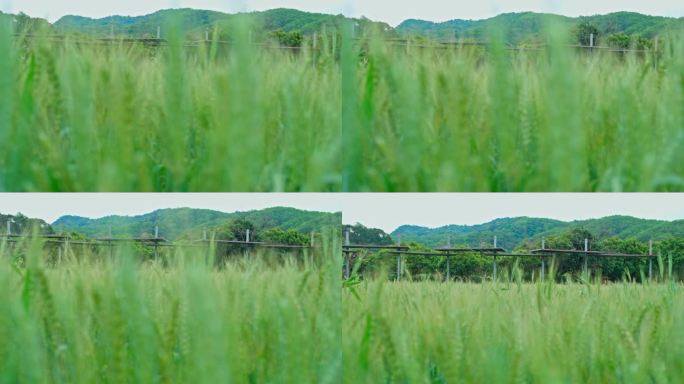 4K实拍茁壮成长的小麦田及民宿网红打卡地