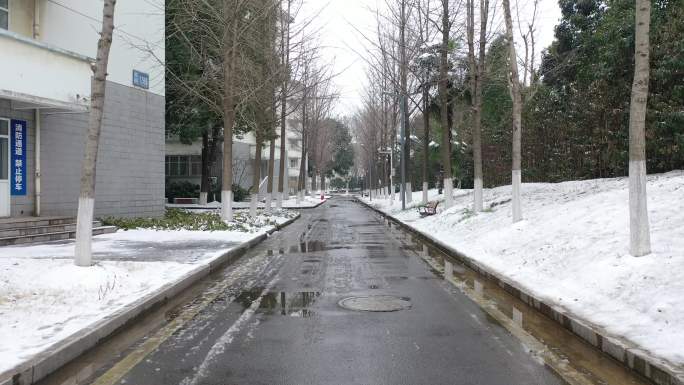 雪后林荫道路