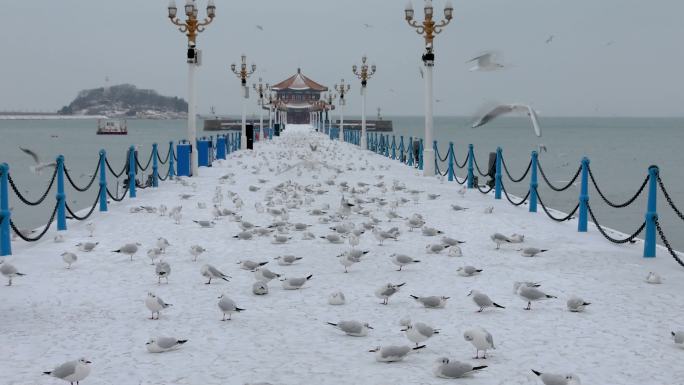 青岛栈桥雪景海鸥 飞翔-7