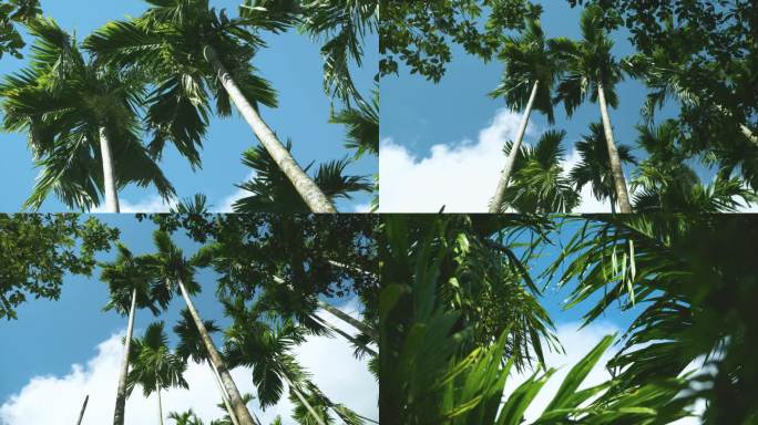 海南 椰子树 阳光