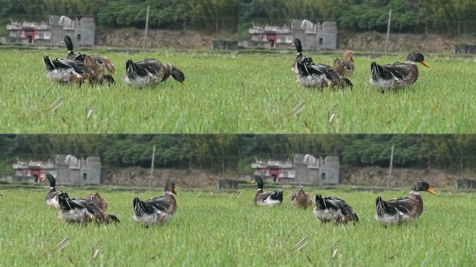 稻田里头的田鸭农家养殖鸭