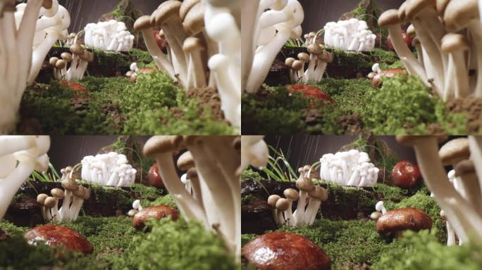 蟹味菇蘑菇微景观