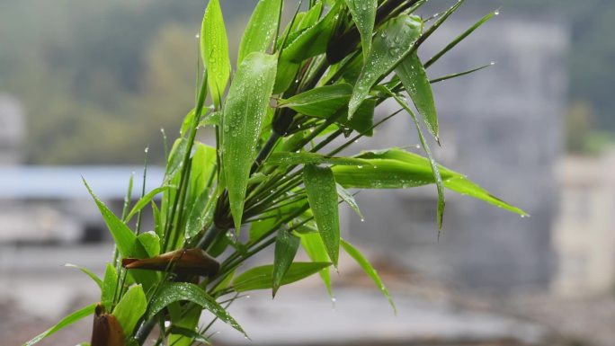 雨水竹子竹叶