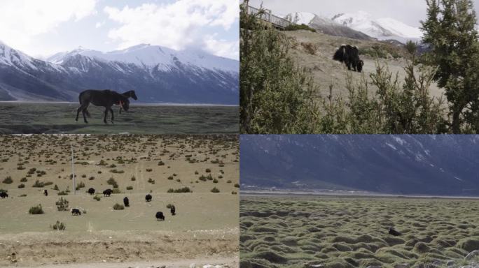 西藏公路雪山牛羊动物藏区土拨鼠广阔草原
