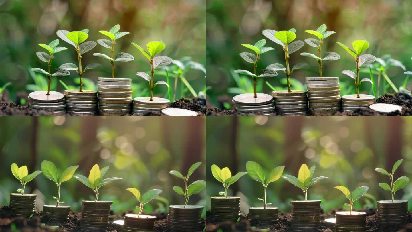 金币培育出树苗 商业投资增长理念
