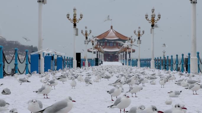 青岛雪景栈桥海鸥 群鸟-16