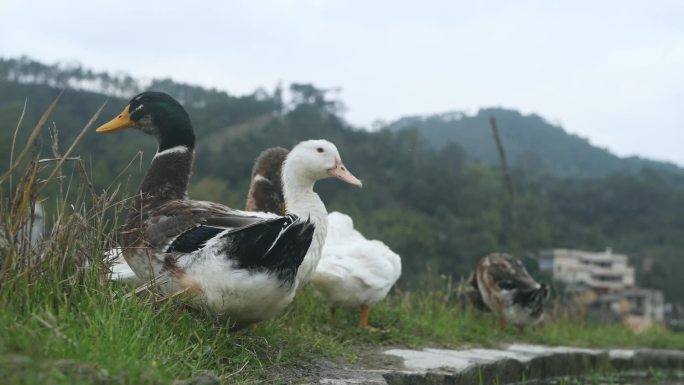 稻田里头的田鸭农家养殖鸭