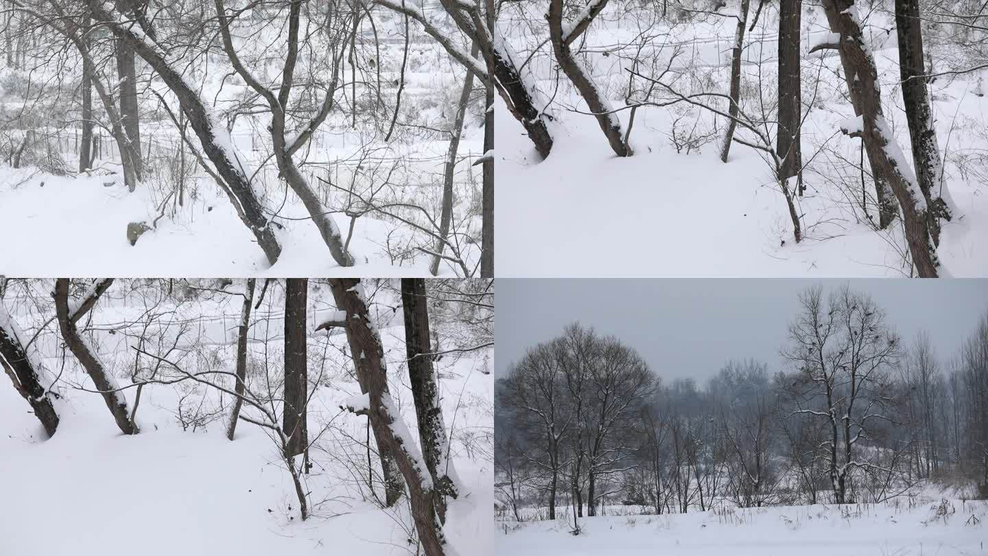 家乡雪景图-鸟篇