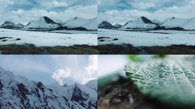 西藏雪山雪花飘落雪落在绿叶上光影变化