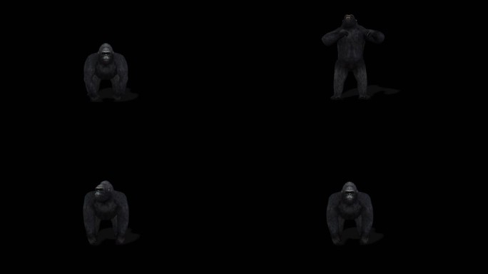 4k 透明通道 黑猩猩1