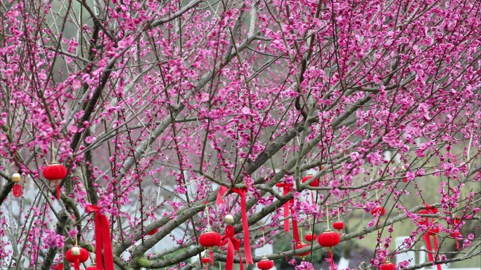 重庆南川：“梅”好祝福迎新春