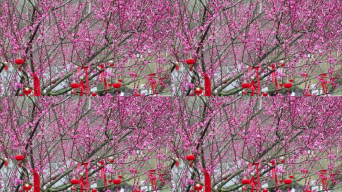 重庆南川：“梅”好祝福迎新春