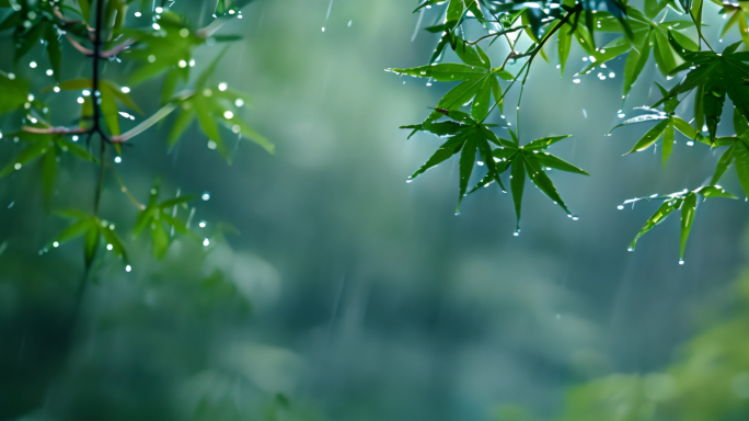 4k谷雨惊蛰下雨 万物生长禅意春天集合