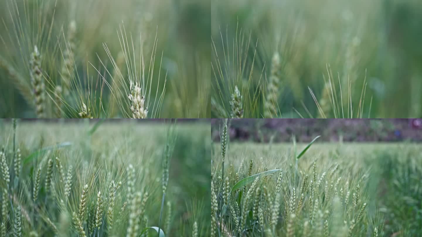 4K实拍，茁壮成长的小麦麦穗饱满绿意盎然