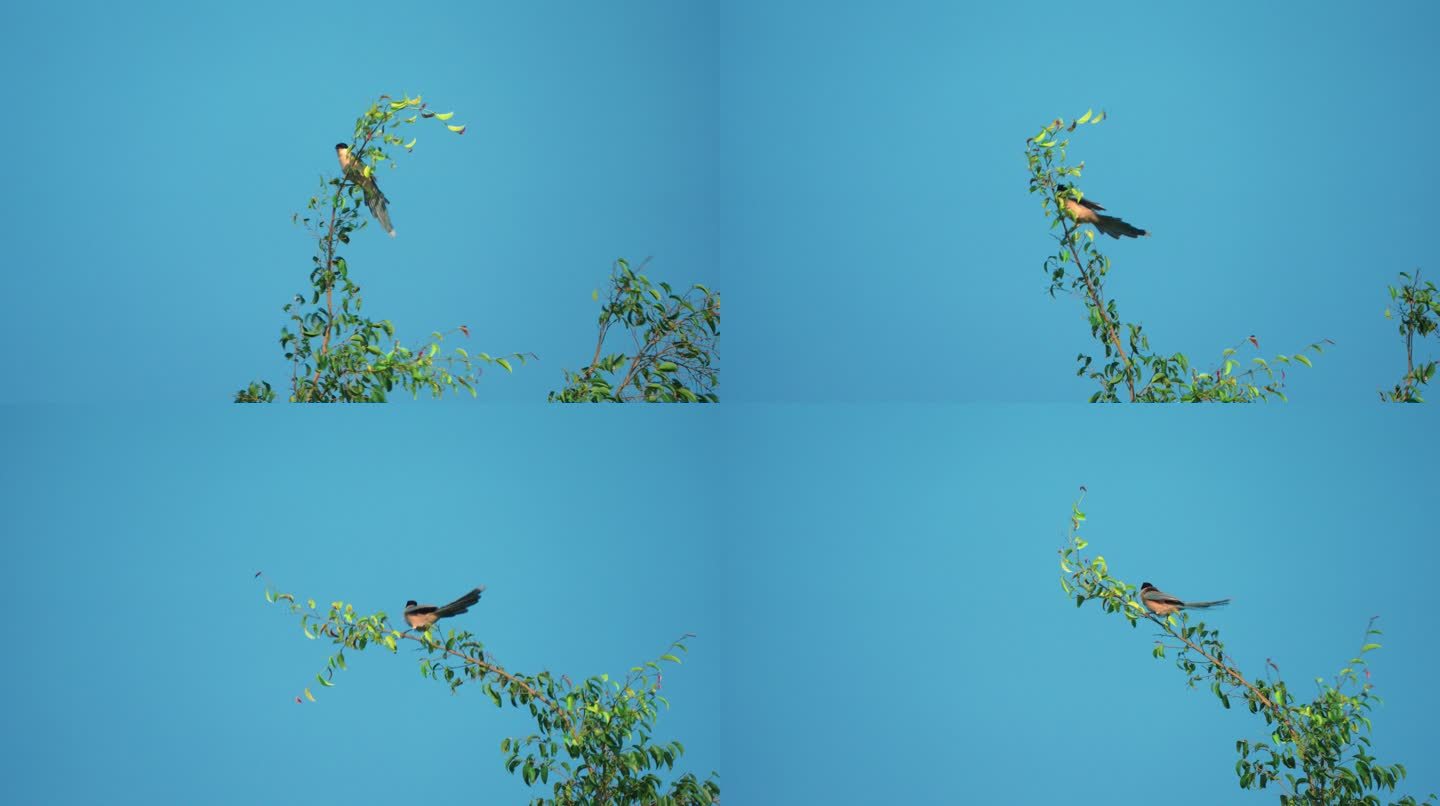 灰喜鹊树梢起飞-升格动画
