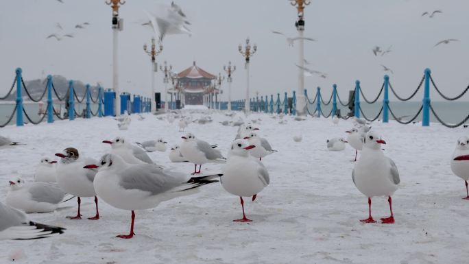 青岛雪景栈桥海鸥 飞翔-5