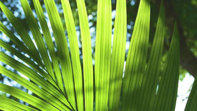 热带 棕榈树叶 清新 自然