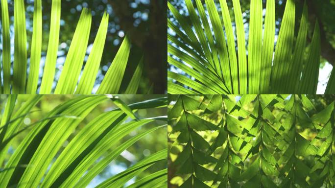 热带 棕榈树叶 清新 自然
