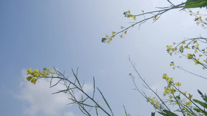 天空油菜花镜头