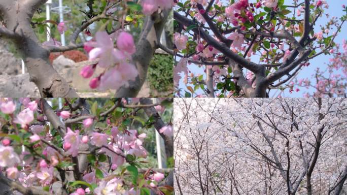 春天秋天樱花树枝叶植物风景视频素材