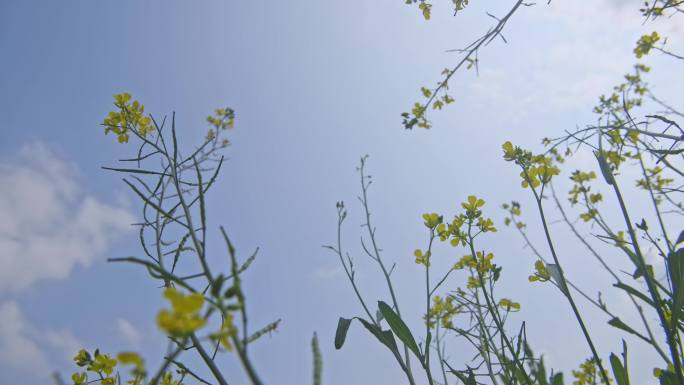 天空油菜花镜头