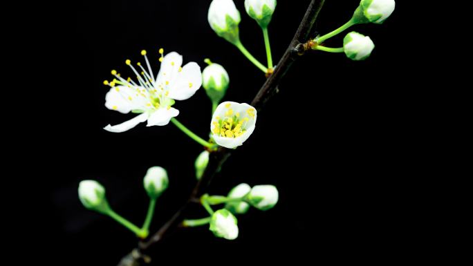 4k万物生长植物花开延时