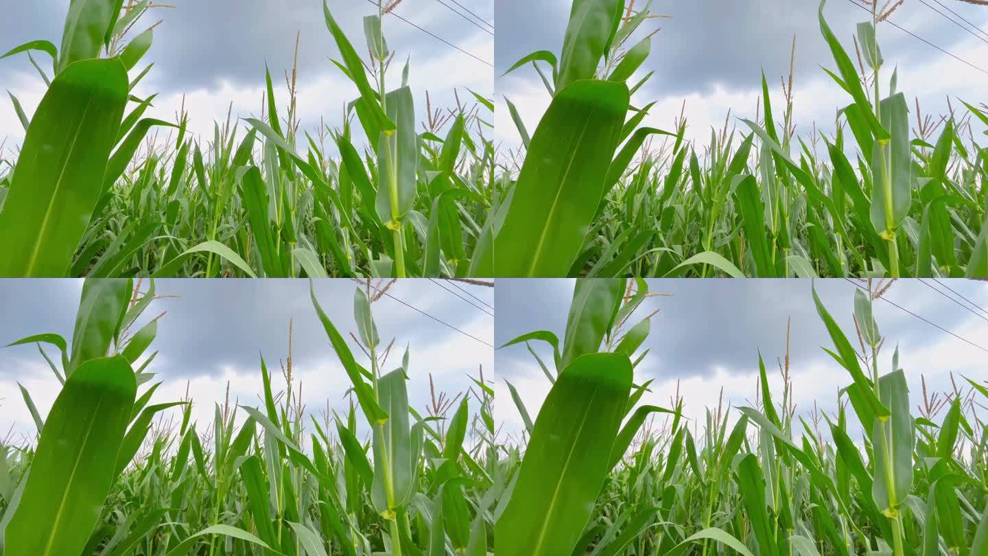 夏天玉米田壮壮成长的玉米