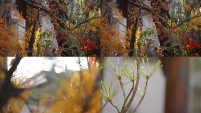 春暖花开雨后唯美植物水滴落下雨过天晴松柏