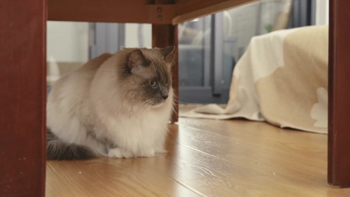 桌子下的小猫