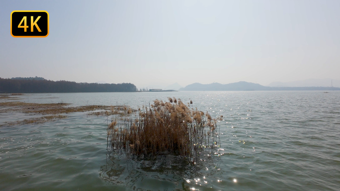 湖中芦苇