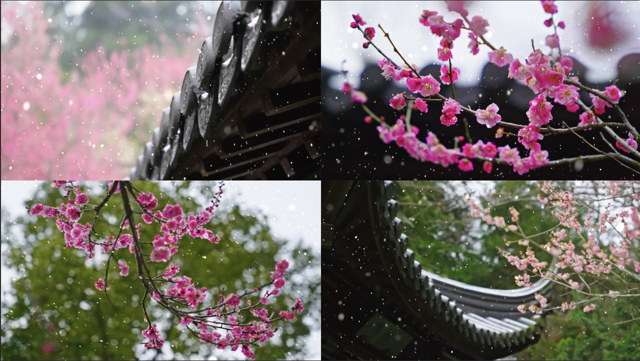 雪梅腊梅冬日梅花园林梅花屋檐下雪红梅雪花