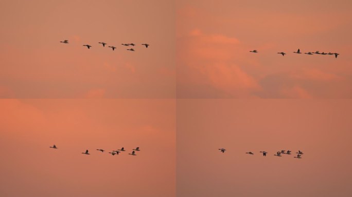 天空飞过一群鸟
