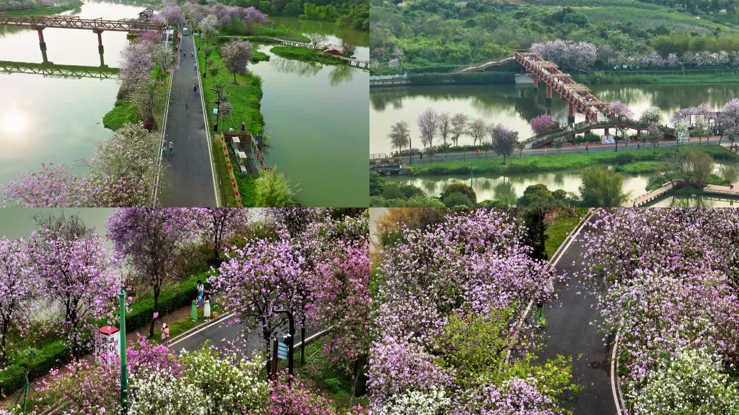 广州海珠国家湿地公园04