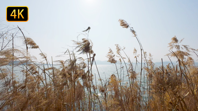 湖水湖边芦苇