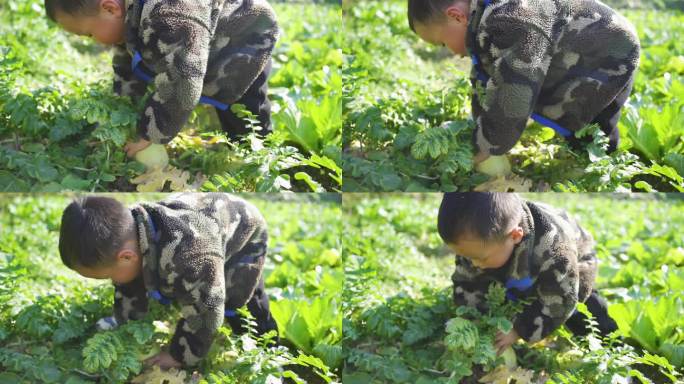 拔萝卜 小孩 蔬菜 白萝卜 拔萝卜特写