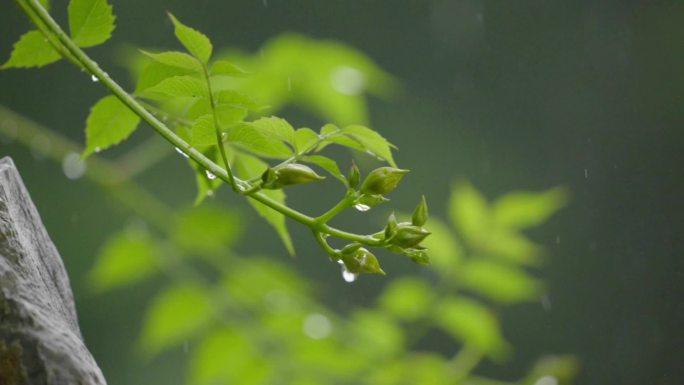 下雨天春雨绿植雨景