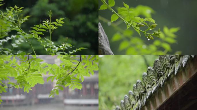 下雨天春雨绿植雨景