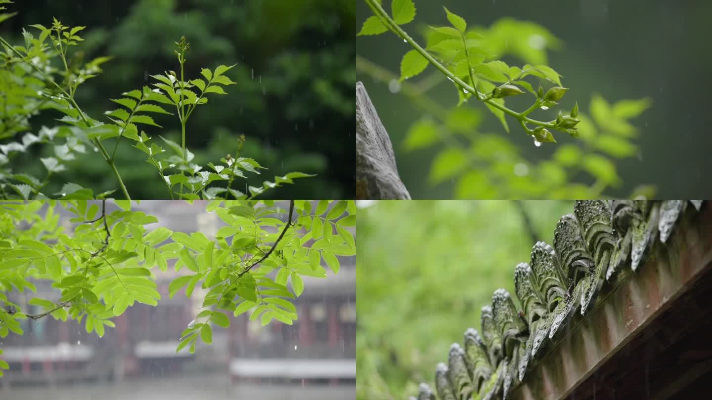 下雨天春雨绿植雨景