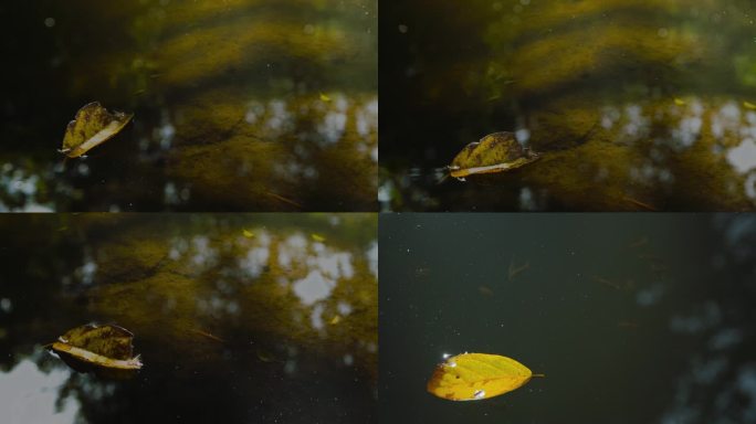 河面 水面 树叶 小鱼
