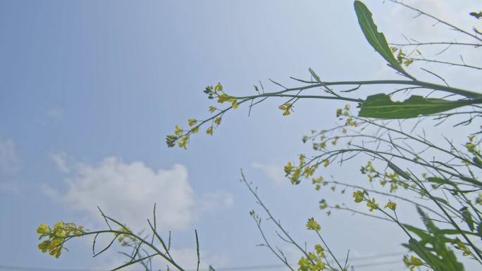 天空油菜花镜头