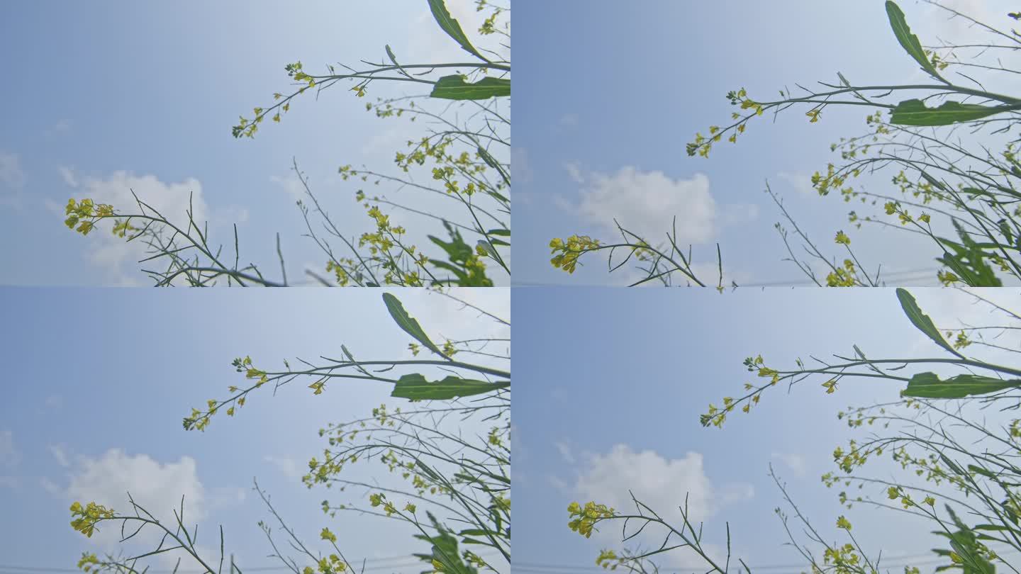 天空油菜花镜头