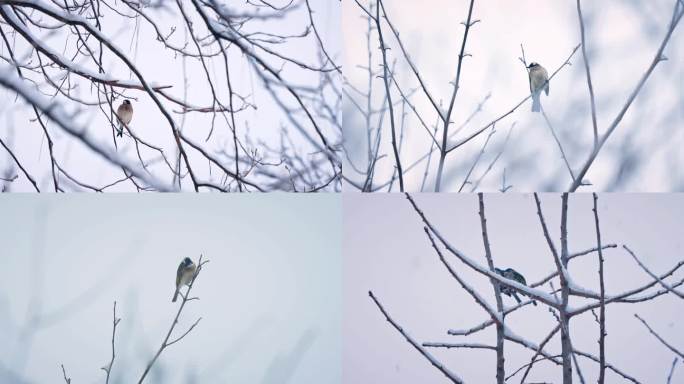 4K雪中树上的小鸟