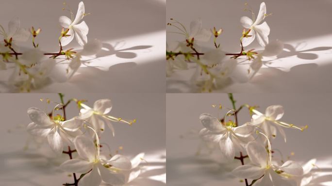 白色花花朵下的光影
